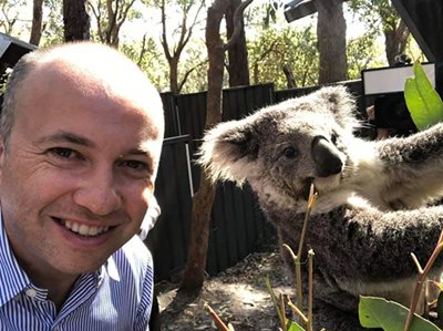 New plans to protect koalas