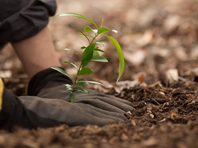 One million tree milestone reached