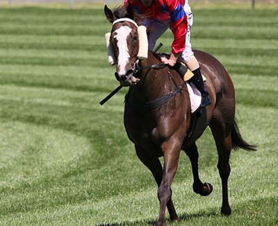 WORLD-CLASS EQUINE TRAINING ACADEMY IN SCONE