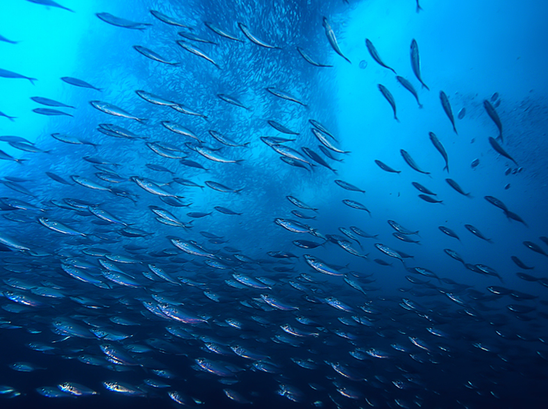 New innovation grants for NSW seafood sector