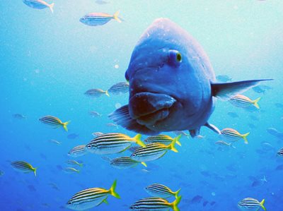 Protections for blue groper must be reviewed
