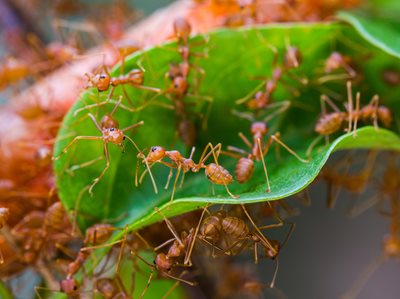 Inaction on red fire ants to sting NSW