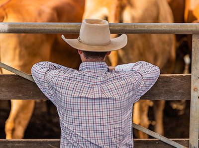 Federal Court of Australia Decision on Live Cattle Export Ban