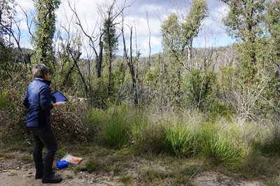 Predator poo key to lost potoroo