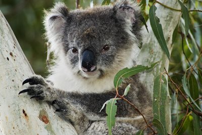 Important koala population discovered in Kosciuszko National Park