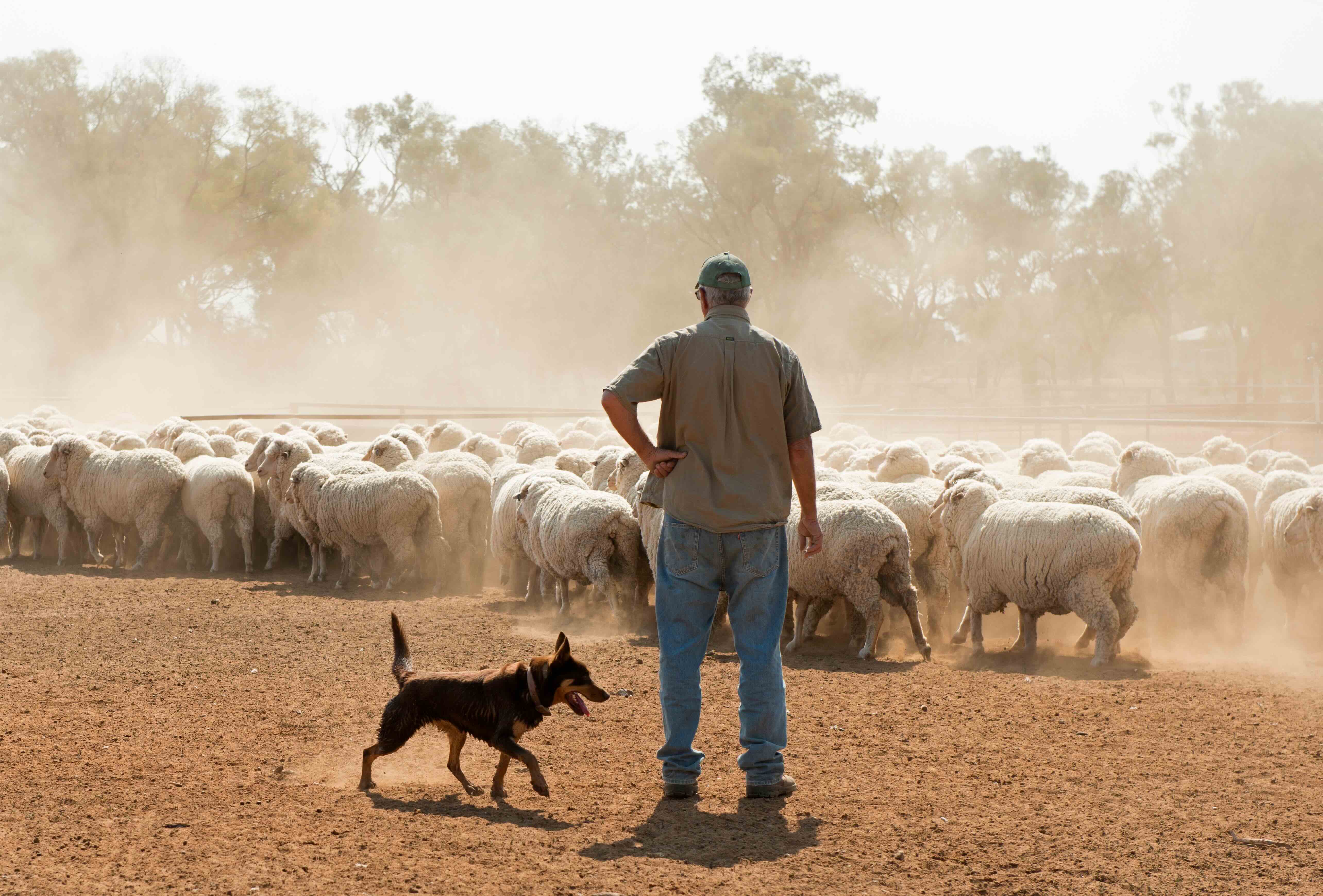 Record investment to back farmers and tackle feral pigs