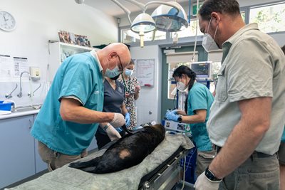 Fur seal skips Sydney and heads south after landmark release