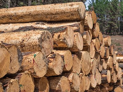 NSW Government retrains timber mill workers