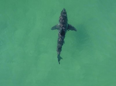 Australian first to help save surfers' lives