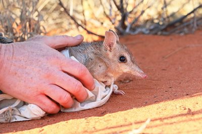 Threatened species bouncing back in NSW rewilding sites