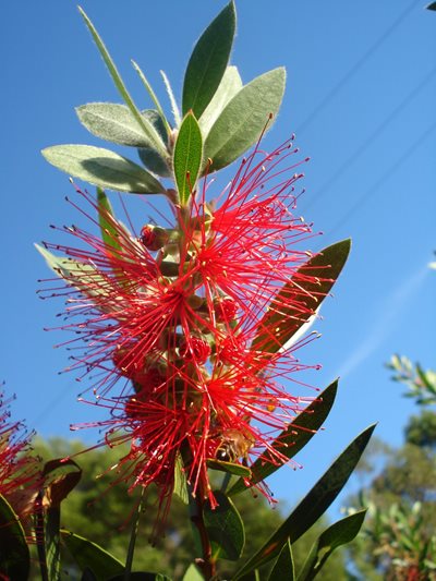 Free wattles and bottle brushes for Sydneysiders