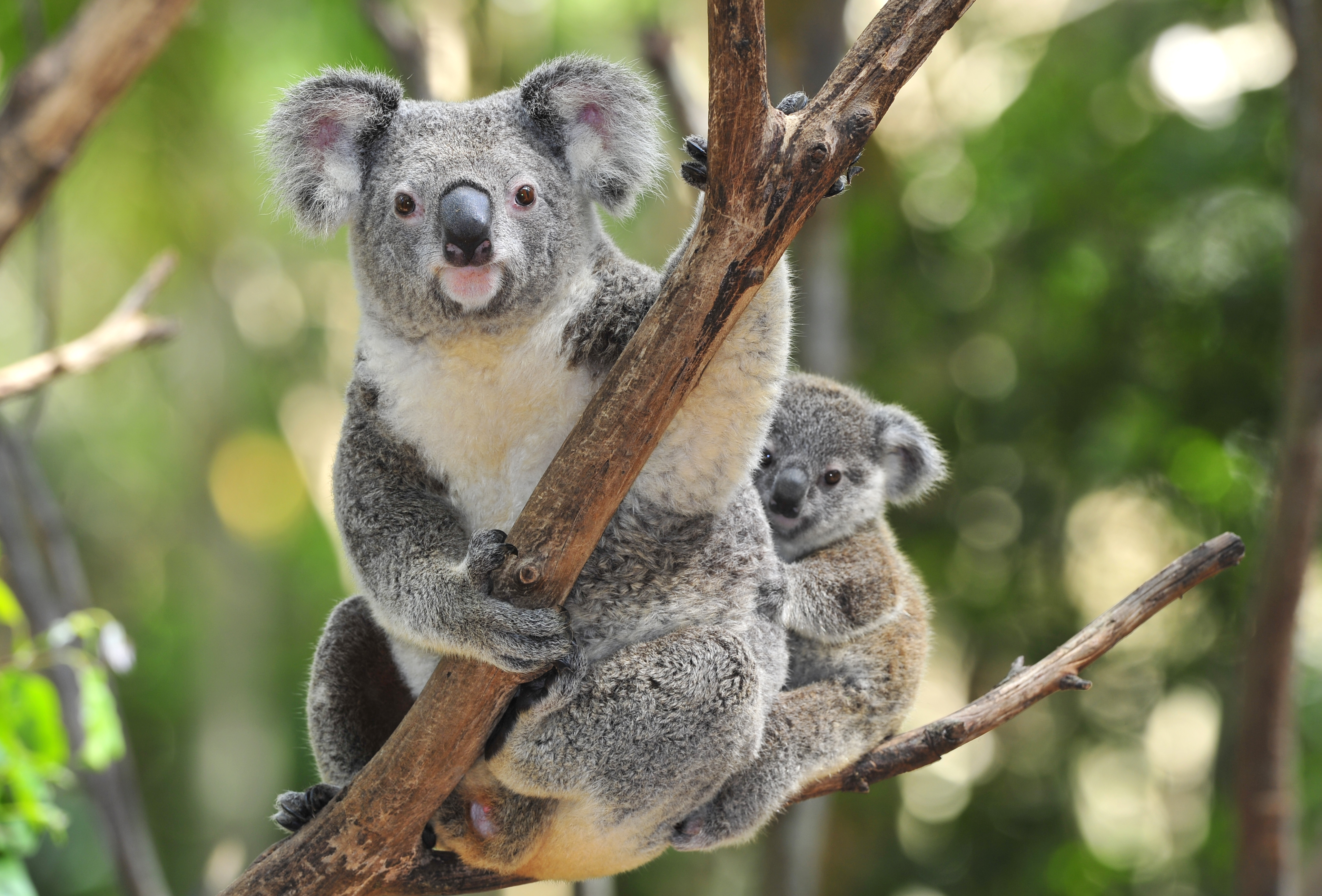 Great Koala National park announcement lacking in detail and legislation