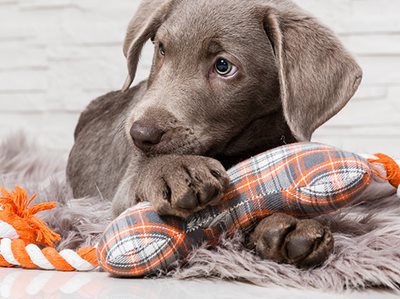 End to blanket bans on pets in strata