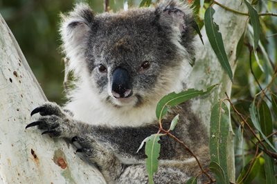 NSW Government invests in Aboriginal koala conservation